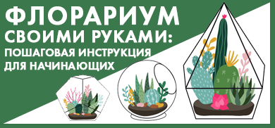Выбираем вазу для флорариума и создаем свой мини-сад с centerforstrategy.ru